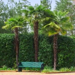 Windmill Palm Tree -Brighter Blooms Windmill Palm 9