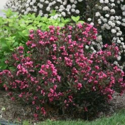 Wine & Roses® Weigela Shrub -Brighter Blooms Wine and Roses Weigela 1 BB