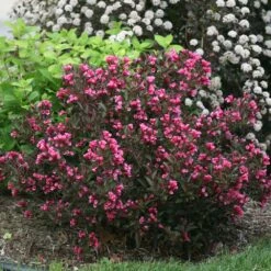 Cool-Climate Privacy Kit 14 Cool-Climate Privacy Kit -Brighter Blooms Wine and Roses Weigela 1 BB 6a0d641d 6a55 4e53 9dc5 97d96ea74bd6