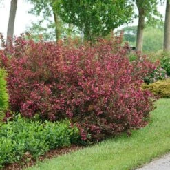 Wine & Roses® Weigela Shrub -Brighter Blooms Wine and Roses Weigela 2 BB