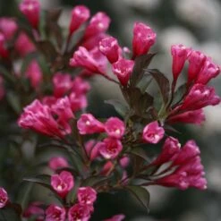 Wine & Roses® Weigela Shrub -Brighter Blooms Wine and Roses Weigela 3 FGT
