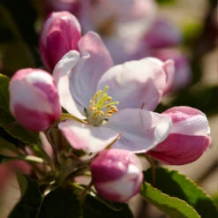Winesap Apple Tree -Brighter Blooms Winesap Apples 3