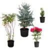 Cold-Hardy Winter Interest Kit -Brighter Blooms Winter Evergreens 600x600 57cc4440 870f 453d 9ab3 737696cac56c