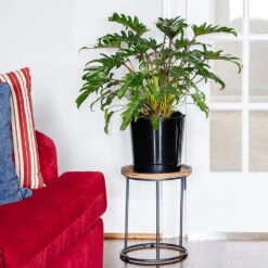 Xanadu Philodendron (Winterbourn) Plant -Brighter Blooms Xanadu Winterbourn10