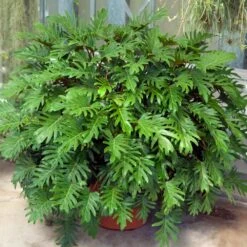 Xanadu Philodendron (Winterbourn) Plant -Brighter Blooms Xanadu Winterbourn2