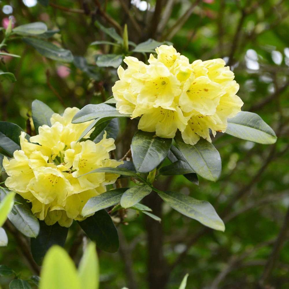 Yellow Rhododendron Shrub 5 Yellow Rhododendron Shrub - Image 3