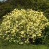 Yellow Rhododendron Shrub 1 Yellow Rhododendron Shrub -Brighter Blooms Yellow Rhododendron BB 600x600 e8119591 8323 4fc9 8292 02de3bcbd286