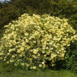 Yellow Rhododendron Shrub