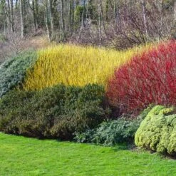 Yellow Twig Dogwood Shrub -Brighter Blooms Yellow Twig Dogwood 1