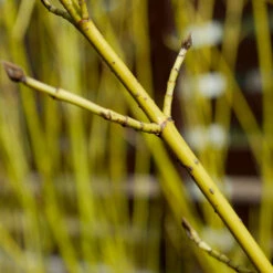 Yellow Twig Dogwood Shrub -Brighter Blooms Yellow Twig Dogwood 5 BB
