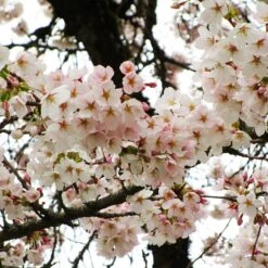 Yoshino Cherry Tree -Brighter Blooms Yoshino Cherry 6 BB