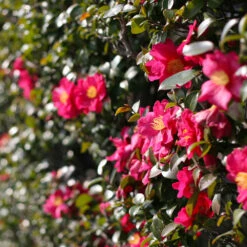 Yuletide Camellia Shrub 9 Yuletide Camellia Shrub -Brighter Blooms Yuletide Camellia 2 BB