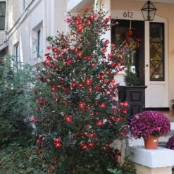 Yuletide Camellia Shrub 8 Yuletide Camellia Shrub -Brighter Blooms Yuletide Camellia 4 BB