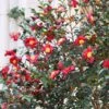 Yuletide Camellia Shrub -Brighter Blooms Yuletide Camellia BB 600x600 231cc889 d3eb 4c92 b351 726aedbaeb14
