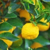 Yuzu Tree 1 Yuzu Tree -Brighter Blooms Yuzu Citrus BB 600x600 7772497d 6d0d 427d 9803 494a5c769c72