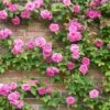 Zephirine Drouhin Climbing Rose -Brighter Blooms Zephirine Drouhin Rose 1 BB
