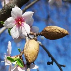 NE Plus Almond Tree -Brighter Blooms almond neplus3 400 01