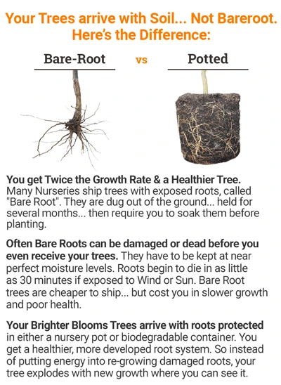 Azurri Blue Satin® Rose Of Sharon Althea Tree 6 Azurri Blue Satin® Rose Of Sharon Althea Tree - Image 4