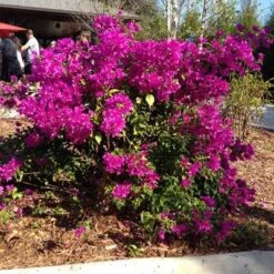 Purple Queen Bougainvillea Shrub 13 Purple Queen Bougainvillea Shrub -Brighter Blooms bougainvillea purple 400