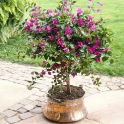 Purple Queen Bougainvillea Shrub 12 Purple Queen Bougainvillea Shrub -Brighter Blooms bougainvillea purple travis 400 01