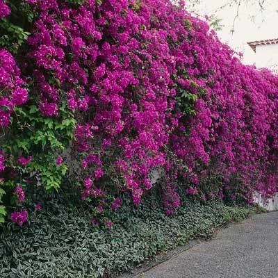 Purple Queen Bougainvillea Shrub 4 Purple Queen Bougainvillea Shrub - Image 2
