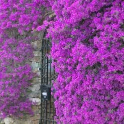 Purple Queen Bougainvillea Shrub 10 Purple Queen Bougainvillea Shrub -Brighter Blooms bougainvillea purple2 400 01