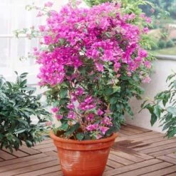 Purple Queen Bougainvillea Shrub 11 Purple Queen Bougainvillea Shrub -Brighter Blooms bougainvillea purplequeen 5 400 01