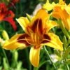 Blackeyed Stella Daylily -Brighter Blooms daylily 220