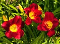 Pardon Me Daylily -Brighter Blooms daylily pardon me 1 400