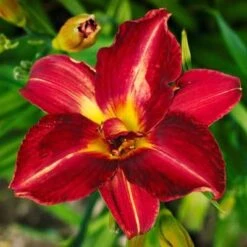 Pardon Me Daylily -Brighter Blooms daylily pardon me 2 400