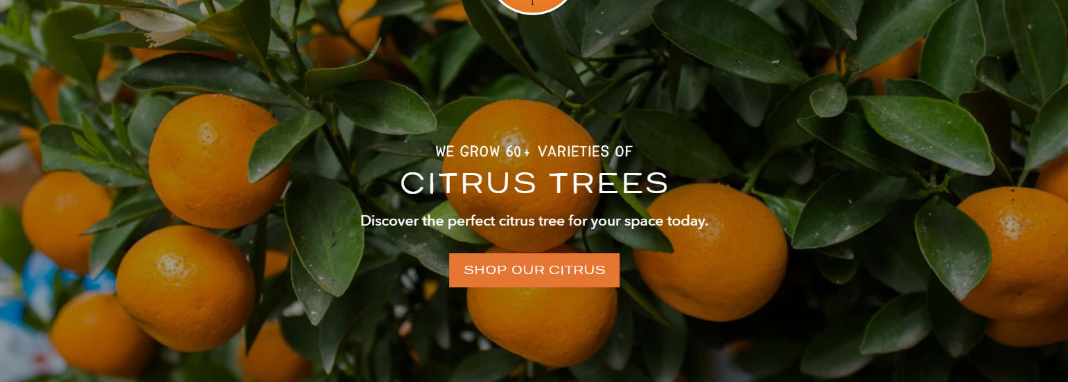 Brighter Blooms -Brighter Blooms fhgfdgh