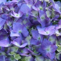 Let's Dance® Blue Jangles Hydrangea Shrub -Brighter Blooms hydrangea lets dance blue jangles 3