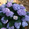 Let's Dance® Blue Jangles Hydrangea Shrub 1 Let's Dance® Blue Jangles Hydrangea Shrub -Brighter Blooms hydrangea lets dance blue jangles BB 600x600 43e7f12d 008f 477c 80d4 3c2e84c079d3
