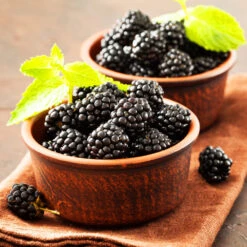 Kiowa Blackberry Bush -Brighter Blooms kiowa blackberry 3