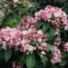 Olympic Fire Mountain Laurel Shrub -Brighter Blooms laurel 220 01