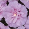 Lavender Rose Of Sharon Althea Shrub -Brighter Blooms lav hib 220