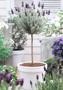 Lavender Standard Topiary Tree -Brighter Blooms lavender topiary 600