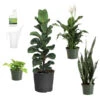 New Apartment House Plant Kit -Brighter Blooms new apartment 600x600 33320a3f d1d5 41fa 9159 eebeeabb67fa