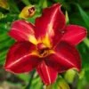 Pardon Me Daylily 1 Pardon Me Daylily -Brighter Blooms pardon me 220