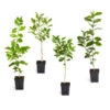 Citrus Tree Variety Kit 1 Citrus Tree Variety Kit -Brighter Blooms pkg 1 Mey Persian Lime Calomon Navel 1 2 1QT 600x600 1e8de3b7 70e0 497f a96d ce3392e14619
