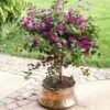 Purple Queen Bougainvillea Shrub -Brighter Blooms purple boug tree 220