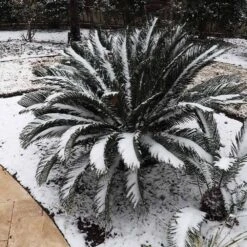 Sago Palm Tree -Brighter Blooms sago palm 8 BB
