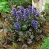 Black Scallop Ajuga Plant 2 Black Scallop Ajuga Plant -Brighter Blooms scallop 220
