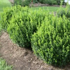 Sprinter® Boxwood Shrub 9 Sprinter® Boxwood Shrub -Brighter Blooms sprinter boxwood 1 BB