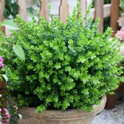 Sprinter® Boxwood Shrub 10 Sprinter® Boxwood Shrub -Brighter Blooms sprinter boxwood 3