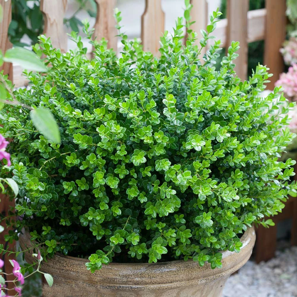 Sprinter® Boxwood Shrub 6 Sprinter® Boxwood Shrub - Image 4