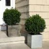 Sprinter® Boxwood Shrub -Brighter Blooms sprinter boxwood BB 600x600 b24a5902 adf3 4666 bd8c 950534f9e3e2