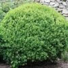 Winter Gem Boxwood Shrub -Brighter Blooms winter gem 220