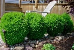 Winter Gem Boxwood Shrub 7 Winter Gem Boxwood Shrub -Brighter Blooms wintergem1 400 01