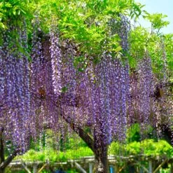 Purple Wisteria Tree 8 Purple Wisteria Tree -Brighter Blooms wisteria tree 3 bb